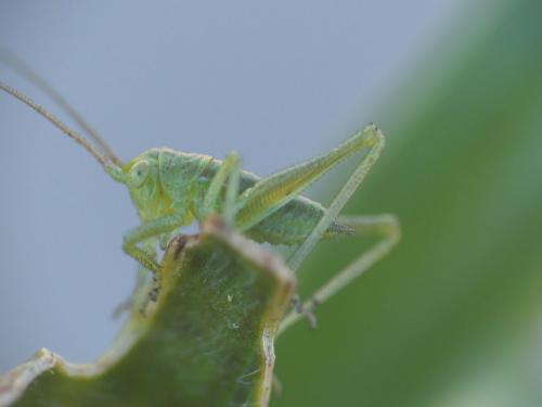 Tettigonia viridissima